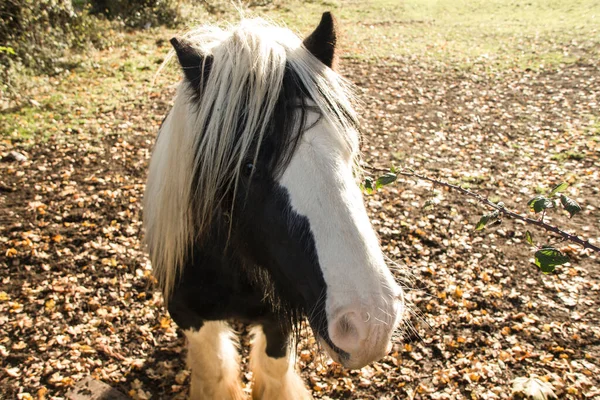 Siyah beyaz Breton Atı kameraya bakıyor.