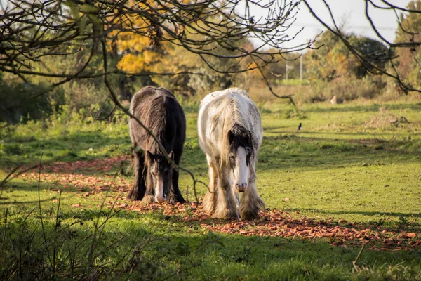 İki Breton atı yemek yiyor, biri kameraya bakıyor.