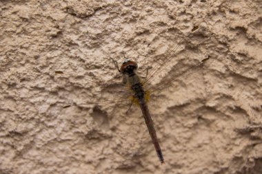 A dog looking out a cars window
