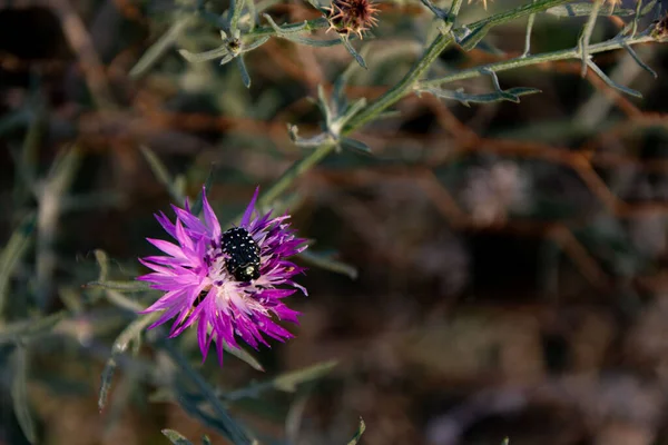 A white spotted rose beetle on a purple milk thistle flower.