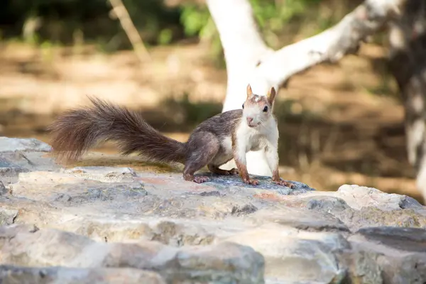 Bir kayanın üzerinde duran bir sincap