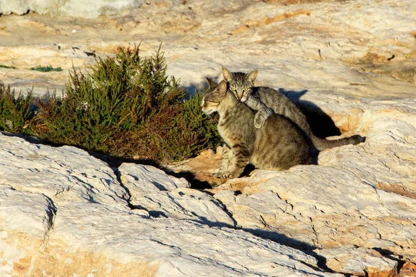 Two stray striped cats, one looking at the camera with a defiant look, hugging the other cat in a protective way. Protection concept