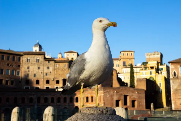 A close-up of a beautiful seagull with Trajan's Market on the back.