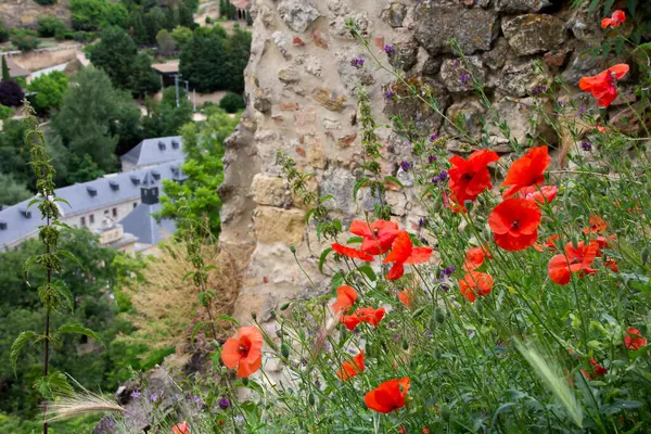 A bunch of wild red opium poppies
