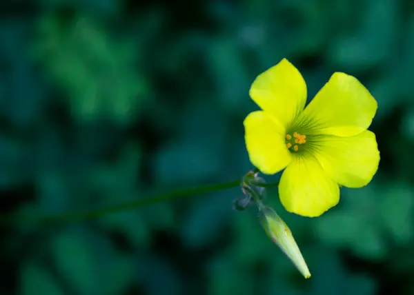 A close-up of an isolated yellow flower