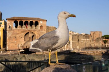 A portrait of a Seagull facing to the right. Trajan's Market in the background.