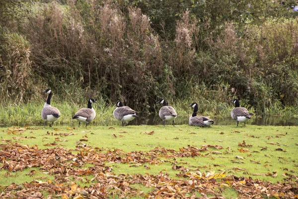 Six cackling geese standing in line looking at the river in autumn