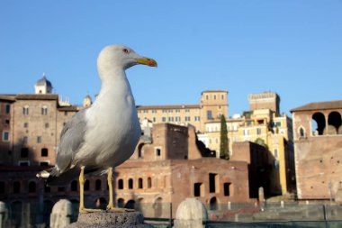 A close-up of an standing seagull looking to the right. Trajan's Market on the back.