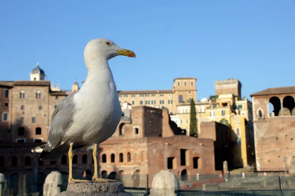 A close-up of an standing seagull looking to the right. Trajan's Market on the back.