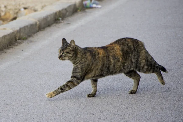 A stray cat crossing the street