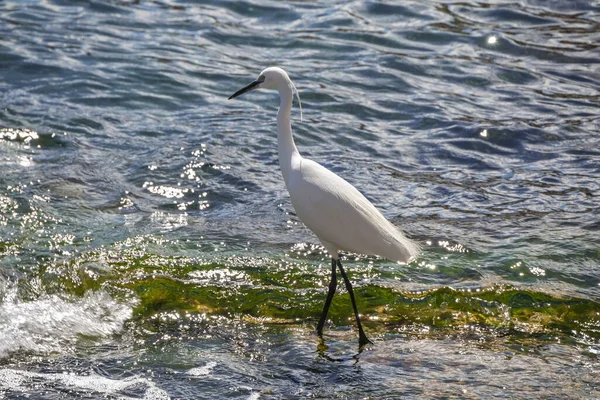 A little egret standing on a rock in the sea