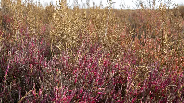Pink flower field background