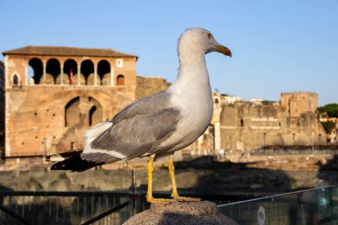 A close-up of a seagull, looking to the back, next to Trajan's Market.