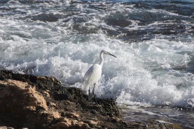 A little egret next to the sea