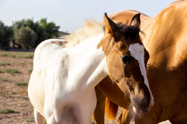 A portrait of a white and brown young horse next to his mother
