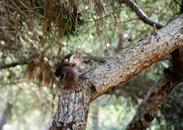 A squirrel biting its tail on a tree