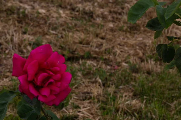 A close-up of a single pink rose flower surrounded by dried grass. Survivor concept.
