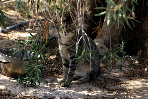 A cat hidden behind a tree looking at the camera