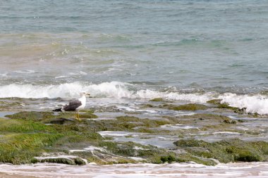 Bol taşlı bir deniz kıyısı ve ayakta duran bir martı..