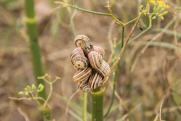 Colony of snails on a stem