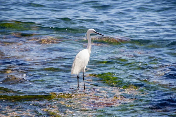 A little egret standing in the rock in the sea
