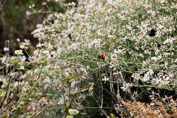 A background image of some blurred flowers and a ladybug
