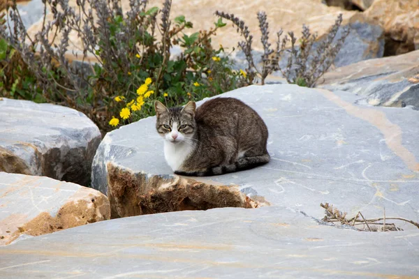 A Kitten sitting on a rock