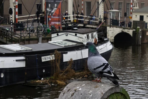 A rock dove looking for food at a port.