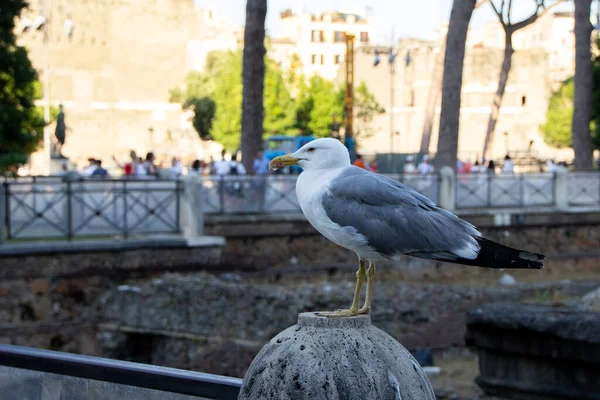 A close-up of a seagull facing to the left. Copy space