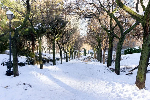 stock image Park with a path and some trees covered in snow. Tierno Galvan,Madrid. After FIlomena Storm