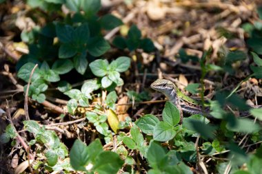 Ormandaki yaprakların arasında duran bir kertenkele.