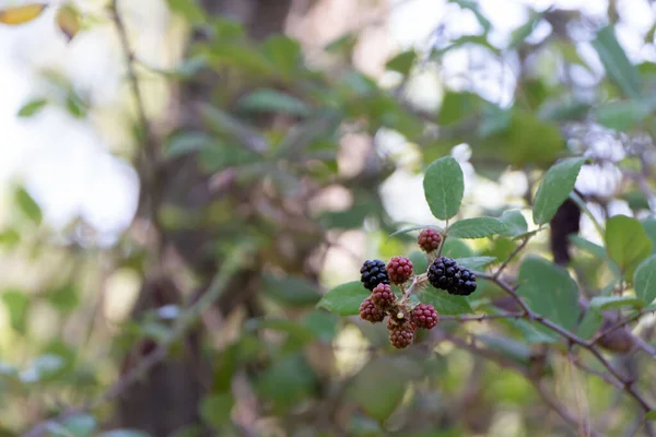 Olgun Dutlu Meyveleri Ağaç Dalına Yakın Çekim Kırmızı Siyah Renkler — Stok fotoğraf