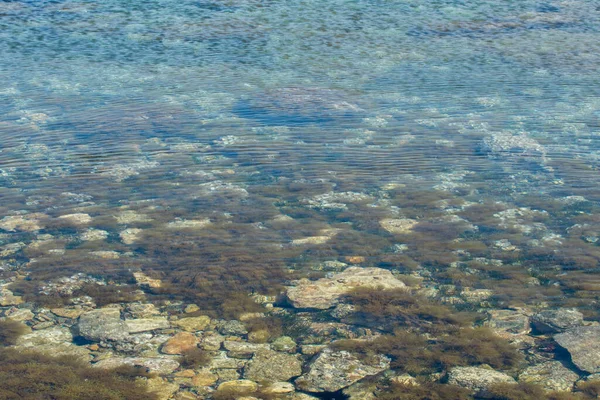 Close Shot Seabed Shallow Water Abundance Algae Plants Rocks Perfect Stock Image