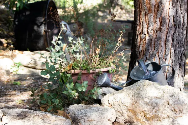 Metal bir sulama tenekesi bulanık arka planı olan saksı ve ağacın yanında oturur..