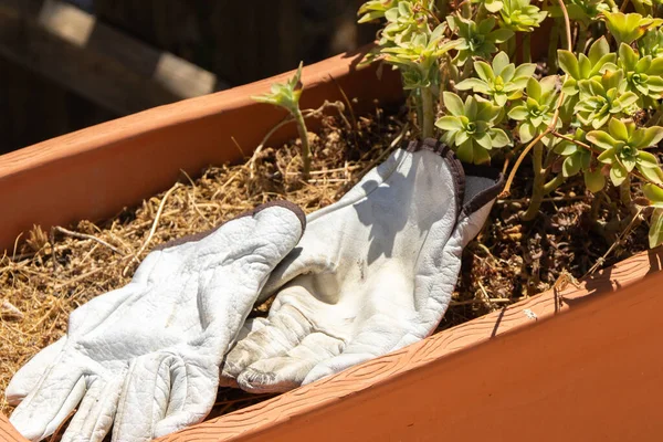 White gardening gloves resting on top of a ceramic planter with some green plants spilling over the side.