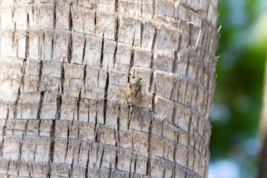 Hurma ağacının kütüğüne yapışan ağustos böceğinin yakını..