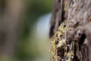 Ağaçtan düşen reçine damlacıklarının bulanık bir arka planı var. Doğal ve organik konsept.