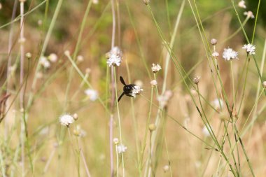 Yeşil saplarla çevrili küçük beyaz bir çiçeği tozlaştıran siyah bir yaban arısının önden görünüşü.