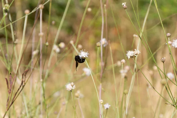 stock image Black bumblebee pollinating a small white flower while hanging upside down, surrounded by green stems.