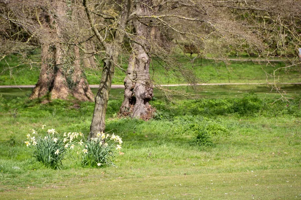 Çorak ağaçlar ve narin beyaz çiçekler Nisan ayı boyunca bu İngiliz manzarasında büyüleyici bir manzara yaratır..