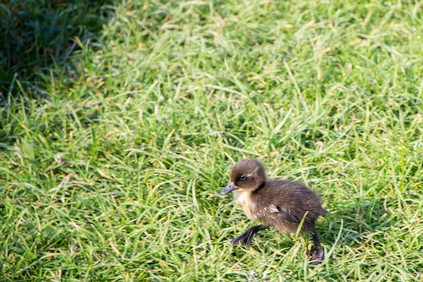Küçük Ördek Çimenlerde Koşuyor — Stok fotoğraf