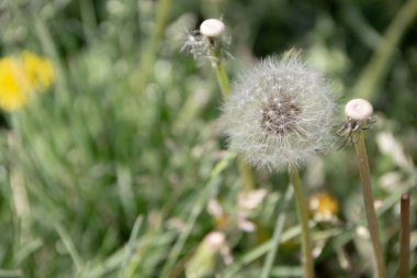 Bu görüntüde bir karahindiba üçlüsü yer alır, sağ tarafta bir karahindiba kabarık tohumlarını sergiler, diğer ikisi göstermez. Arka plan yemyeşil ve bitkilerden oluşuyor. Dikkatleri karahindibalara çekmek için kasten bulanık..