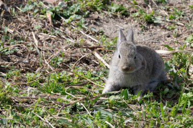 Resmin sağ tarafına yerleştirilmiş genç gri bir tavşan, tetikte bir duruş sergiliyor ve kamerayla göz teması kuruyor. Metin eklemek ya da kopyalamak için sol tarafta boş alan var.