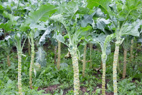Sırayla büyüyen çoklu saplı lahana tarlası. Tarım ve çiftlik üretimi kavramı. Toprak zeminde yeşil sebze bitkileri.