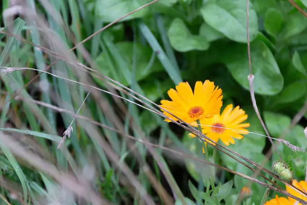Canlı kır çiçeği portakallı papatya kadife çiçeği bulanık yeşil çimlerde izole edilmiş doğa güzelliği..