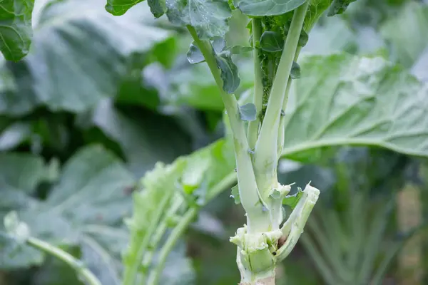 Botanik yakın plan: Taze yeşil yapraklı lahana.