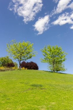 Bereketli yeşil bir yamaçta, huzur ve sükunet hissi uyandıran iki ağacın olduğu sakin bir kırsal alan..