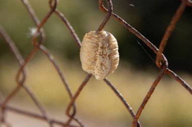 Mantis ootheca dikenli tellerde, doğanın insan yapımı ortamlarda esnekliği.