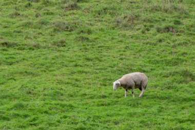 Kırsal sükunet: Bereketli yeşil otlaklar arasında otlayan huzurlu beyaz koyun, huzuru ve sadeliği simgeliyor.