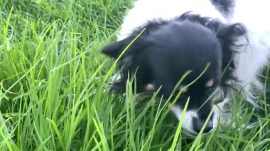 Bu yakın plan video, yemyeşil bir alanda çimen yiyen siyah beyaz bir köpeğin başını çekiyor. Odak noktası sadece etraftaki çimlerin ortasındaki köpeklerin başı..